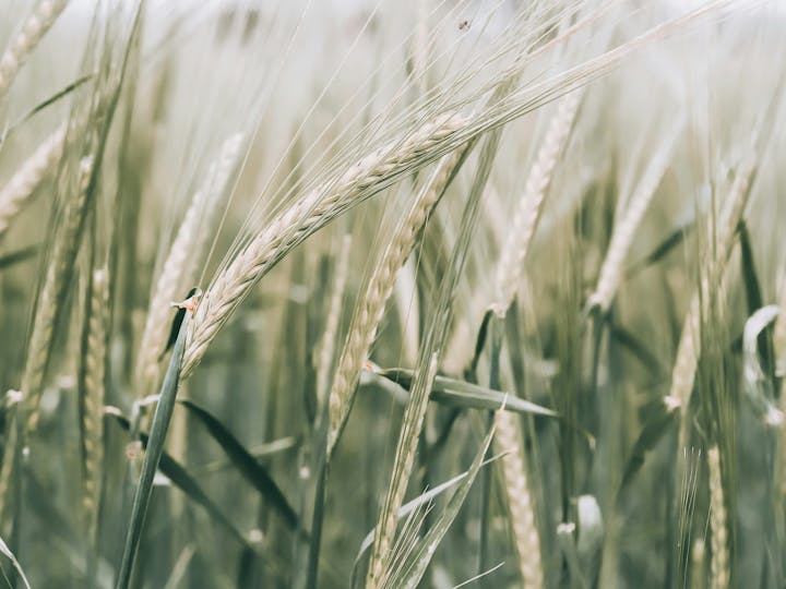 The image features close-up shots of tall, green wheat stalks swaying gently in the breeze, creating a serene, natural scene.
