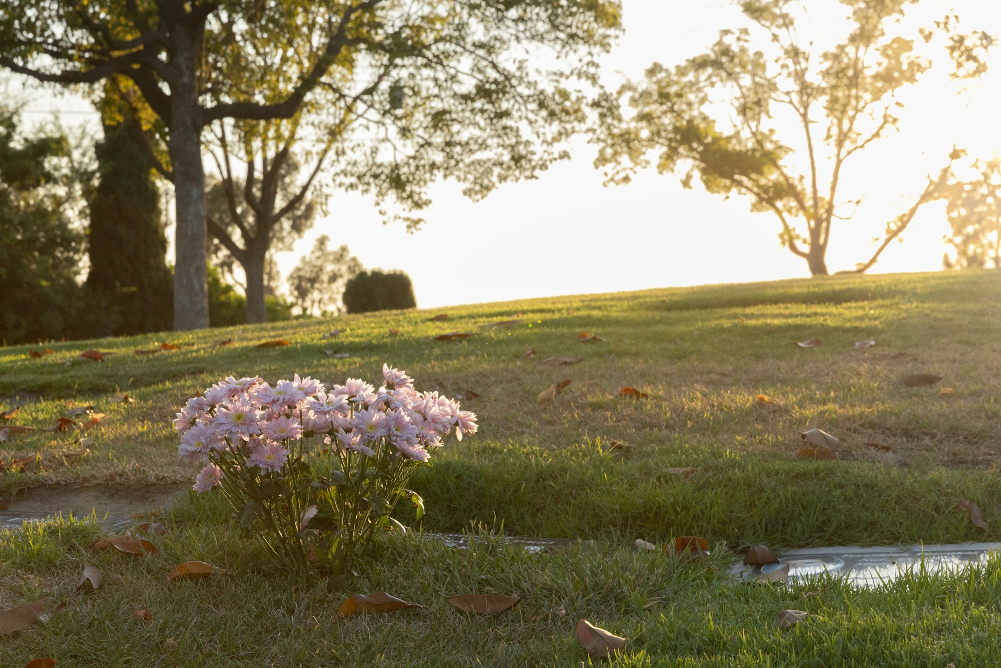 A serene park at sunset with pink flowers and scattered leaves on grass, trees in the background.