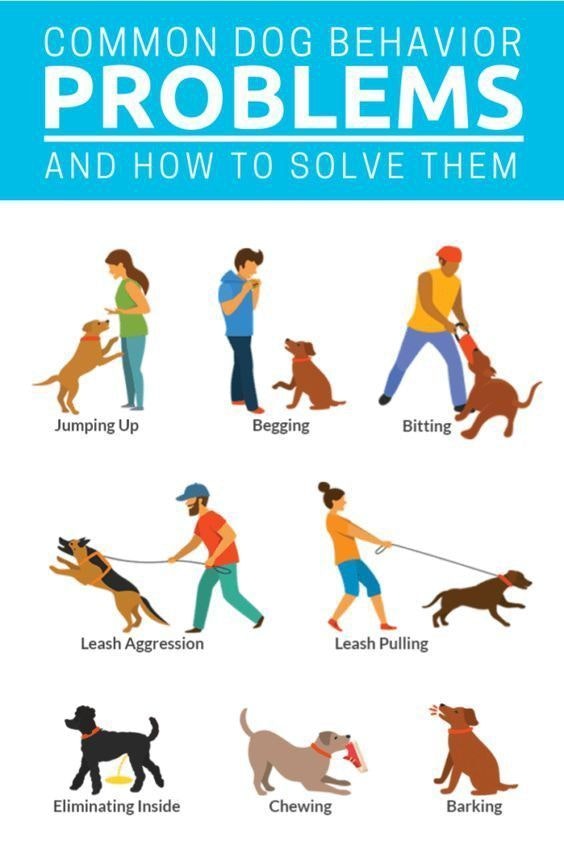 Dog behavior problems