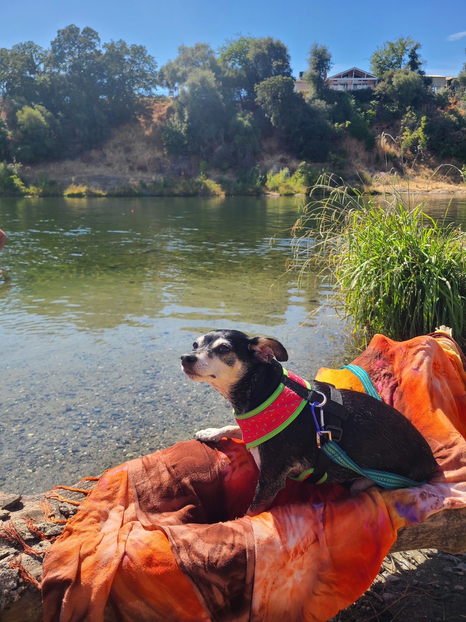 A small dog in a harness lies on a colorful blanket by a riverside, surrounded by greenery and a clear sky.
