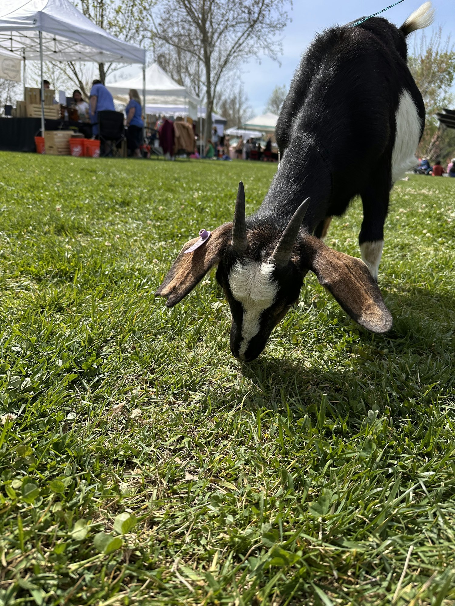 A goat grazing on grass with tents and people in the background.