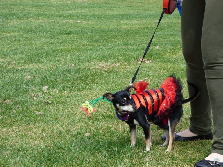 May contain: strap, human, person, clothing, shoe, footwear, apparel, pet, animal, mammal, canine, dog, and leash