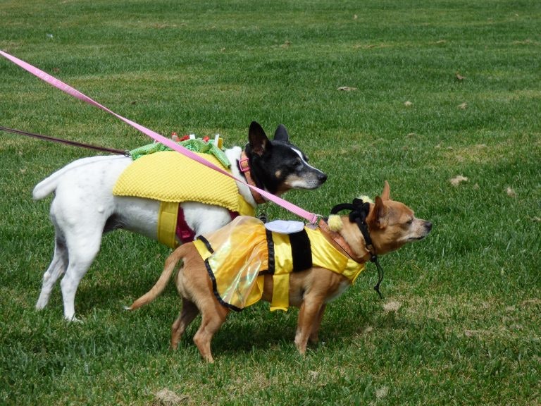 May contain: strap, pet, mammal, dog, canine, animal, and leash