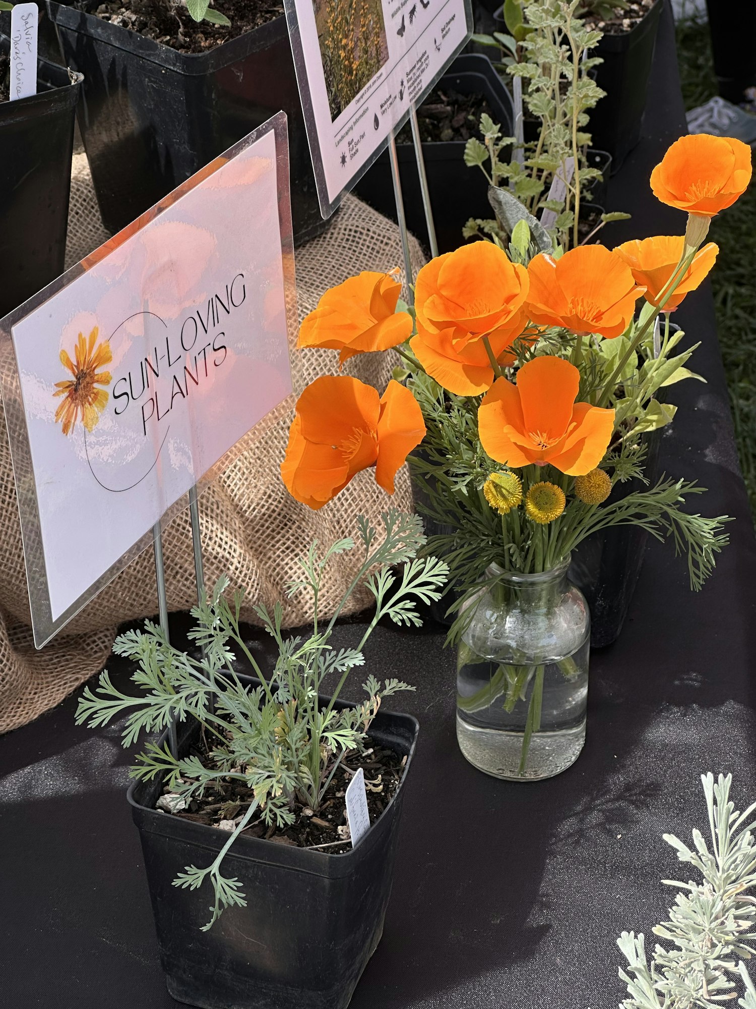 Orange flowers in a vase and potted plants labeled "Sun-Loving Plants" displayed on a table.