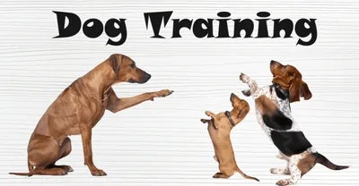 Dog training dogs