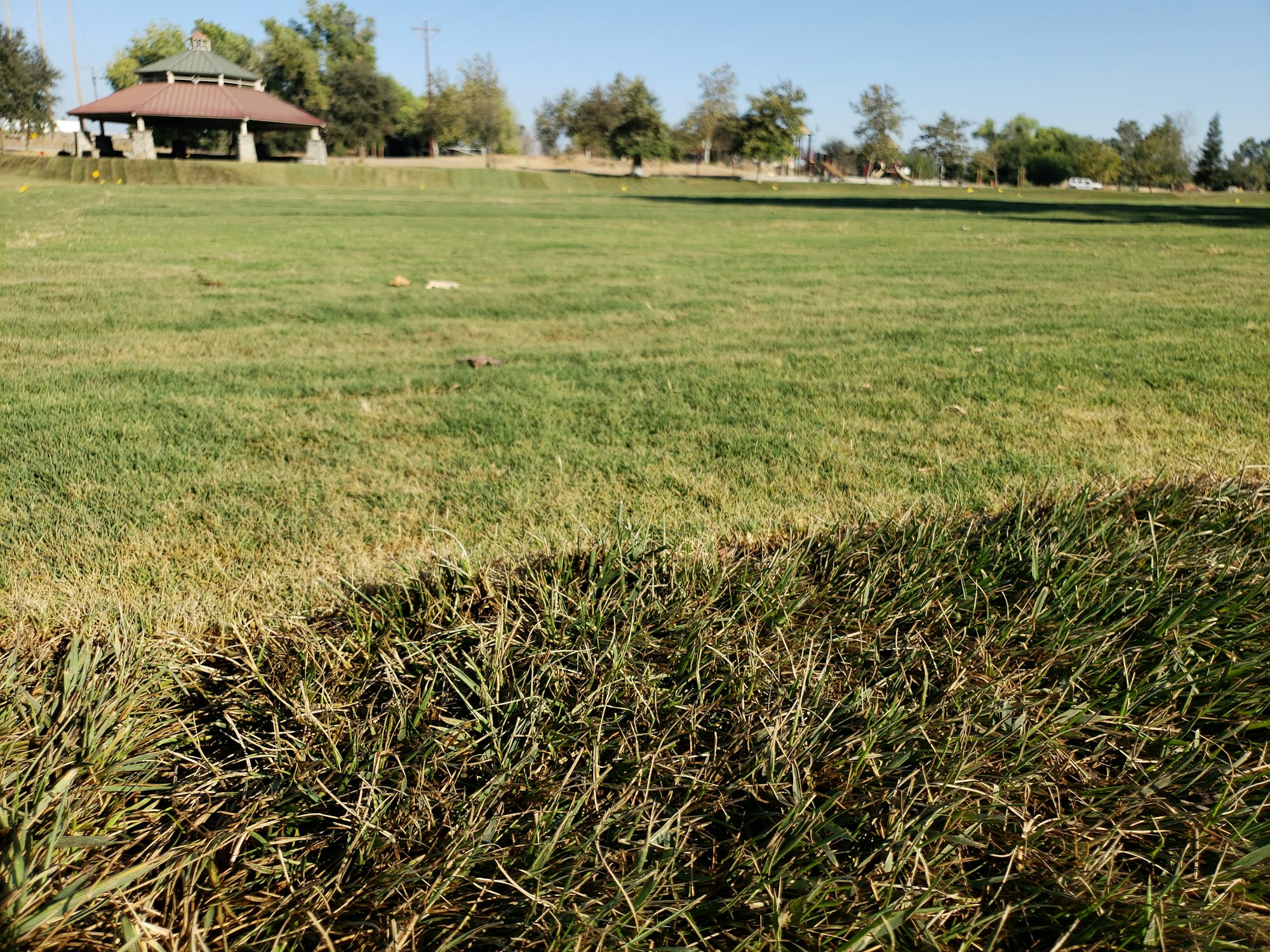 May contain: field, grass, plant, nature, outdoors, land, and grassland