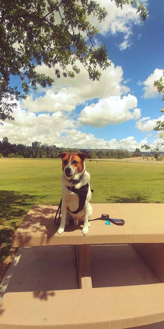May contain: grass, plant, outdoors, puppy, mammal, dog, canine, animal, pet, nature, park, lawn, cloud, sky, vegetation, field, tree, chair, and furniture