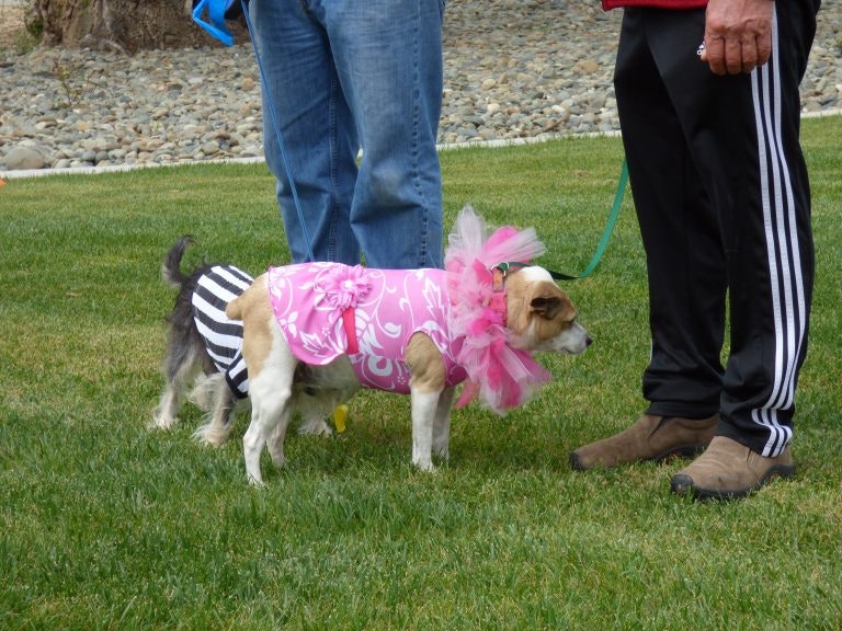 May contain: plant, grass, person, human, apparel, clothing, pet, dog, canine, animal, mammal, strap, lawn, and pants