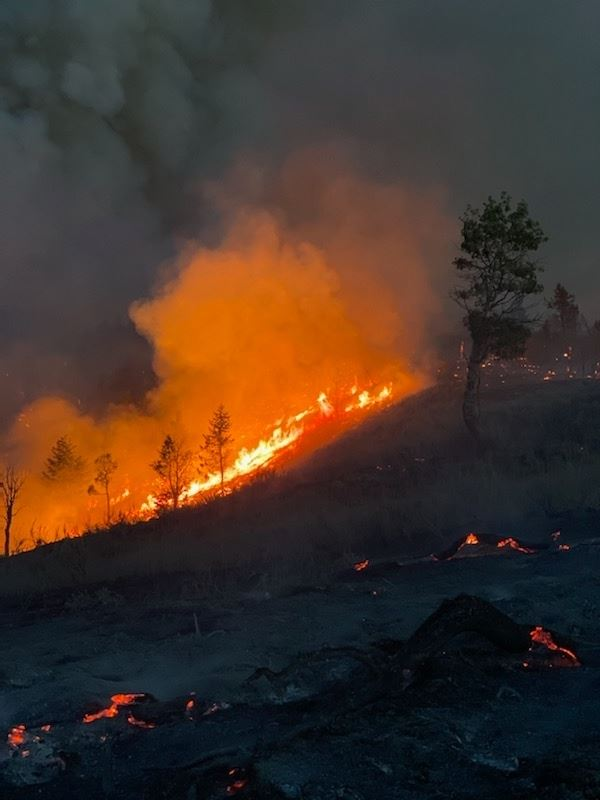 A wildfire on a hillside with flames and thick smoke, surrounded by a few trees.