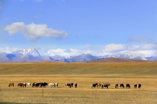 Herd of horses grazing on a field with mountains in the background under a blue sky with clouds.