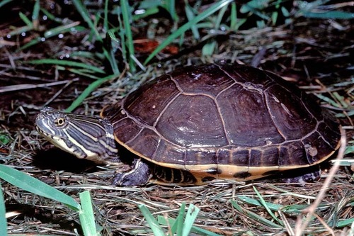 Turtle walking on grassy ground.