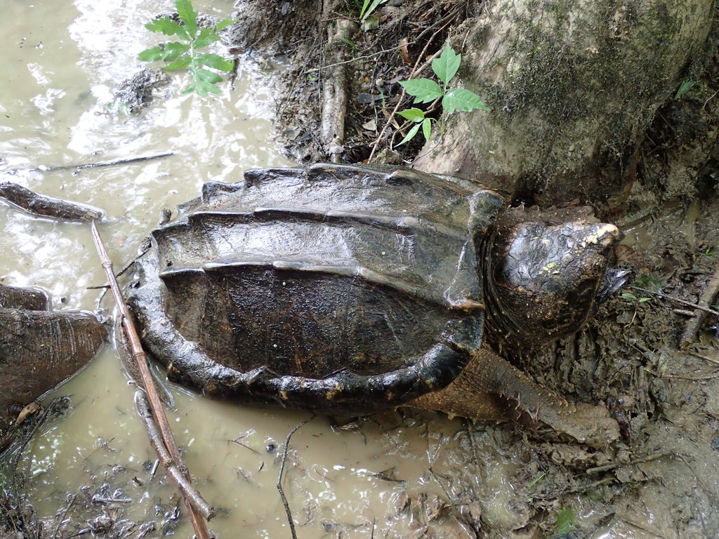 A large snapping turtle partially submerged in mud and water near a tree.