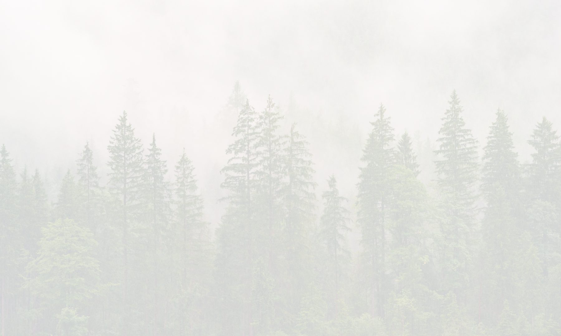 Foggy forest with tall evergreen trees.