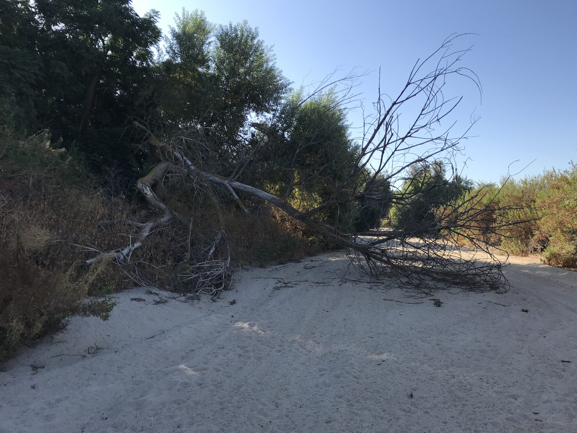 May contain: road, plant, vegetation, soil, nature, outdoors, wilderness, tree, and gravel