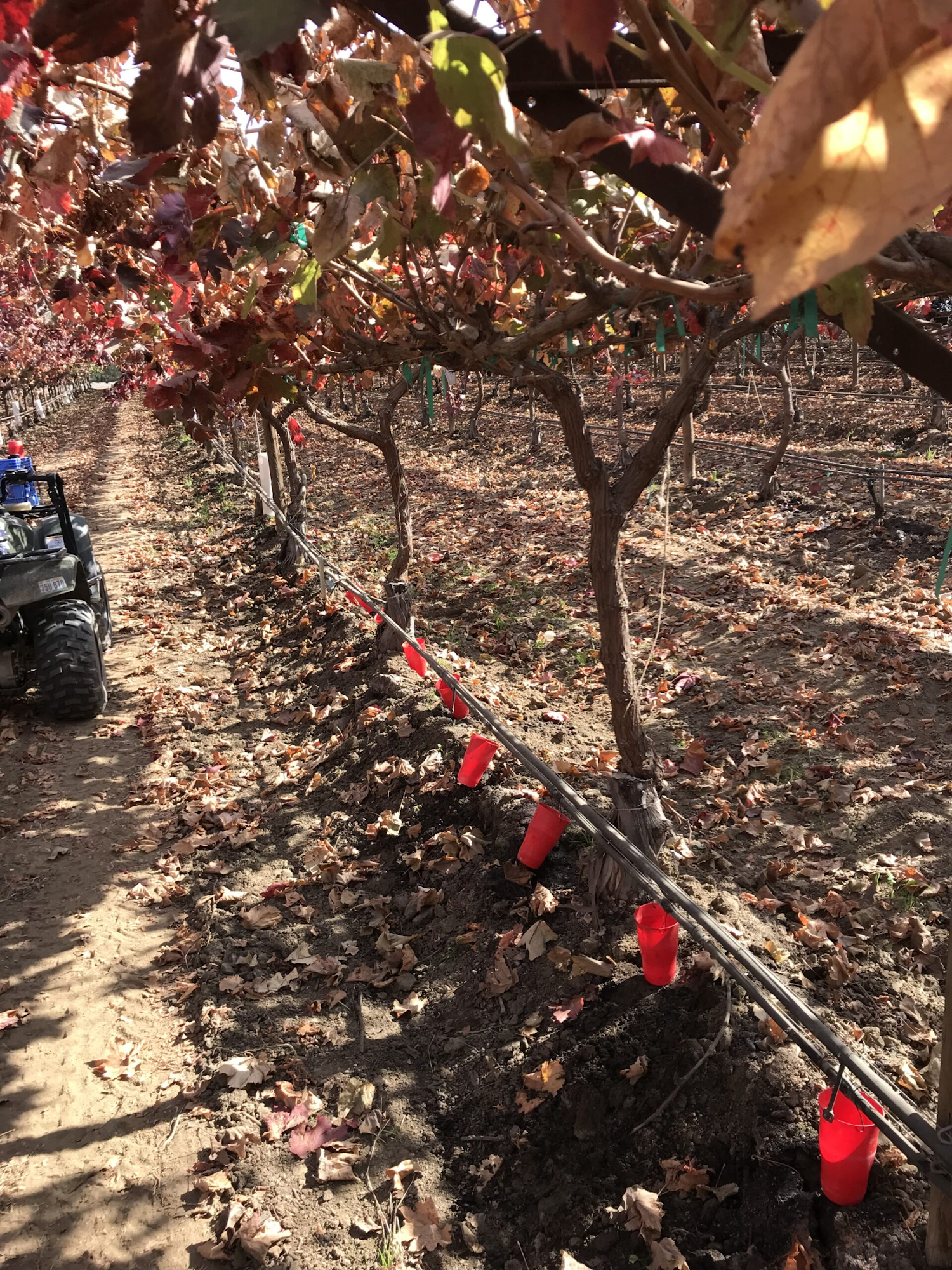 May contain: leaf, plant, soil, tree, vegetation, grove, land, nature, outdoors, woodland, machine, spoke, path, and grass