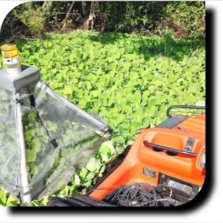 Water Lettuce