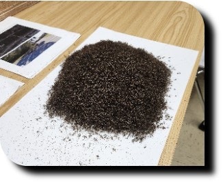 Mosquito collection from light trap