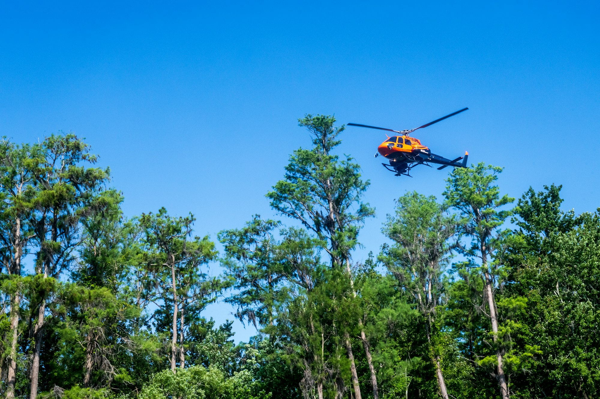 May contain: animal, bird, flying, aircraft, helicopter, transportation, vehicle, plant, and tree
