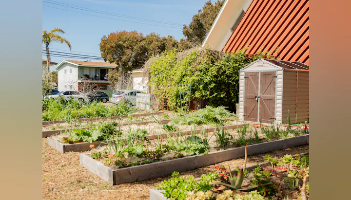 Residential garden with raised beds, shed, and houses in the background.
