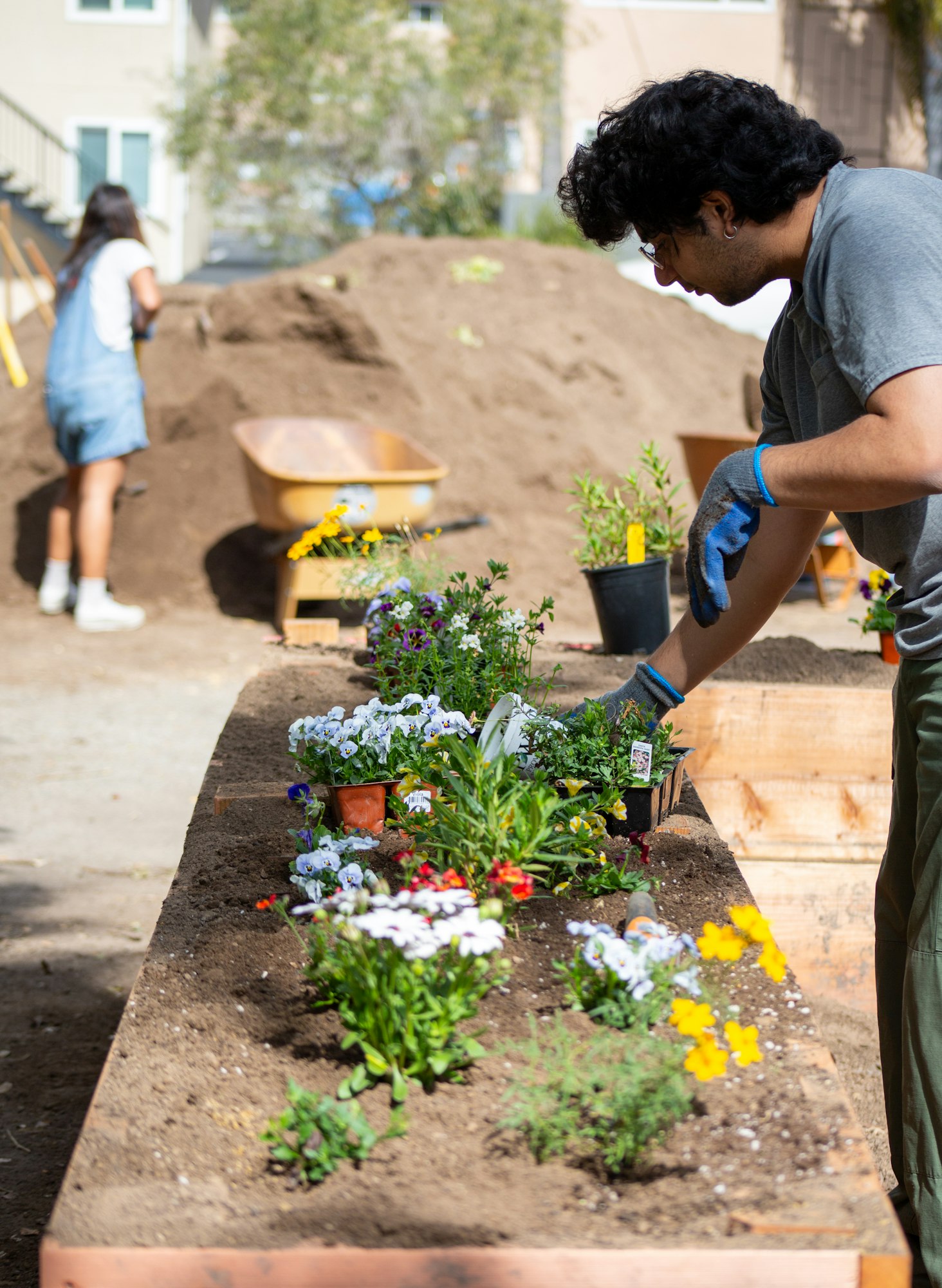 People gardening in a sunny backyard, planting flowers in raised beds with gardening tools and a wheelbarrow.