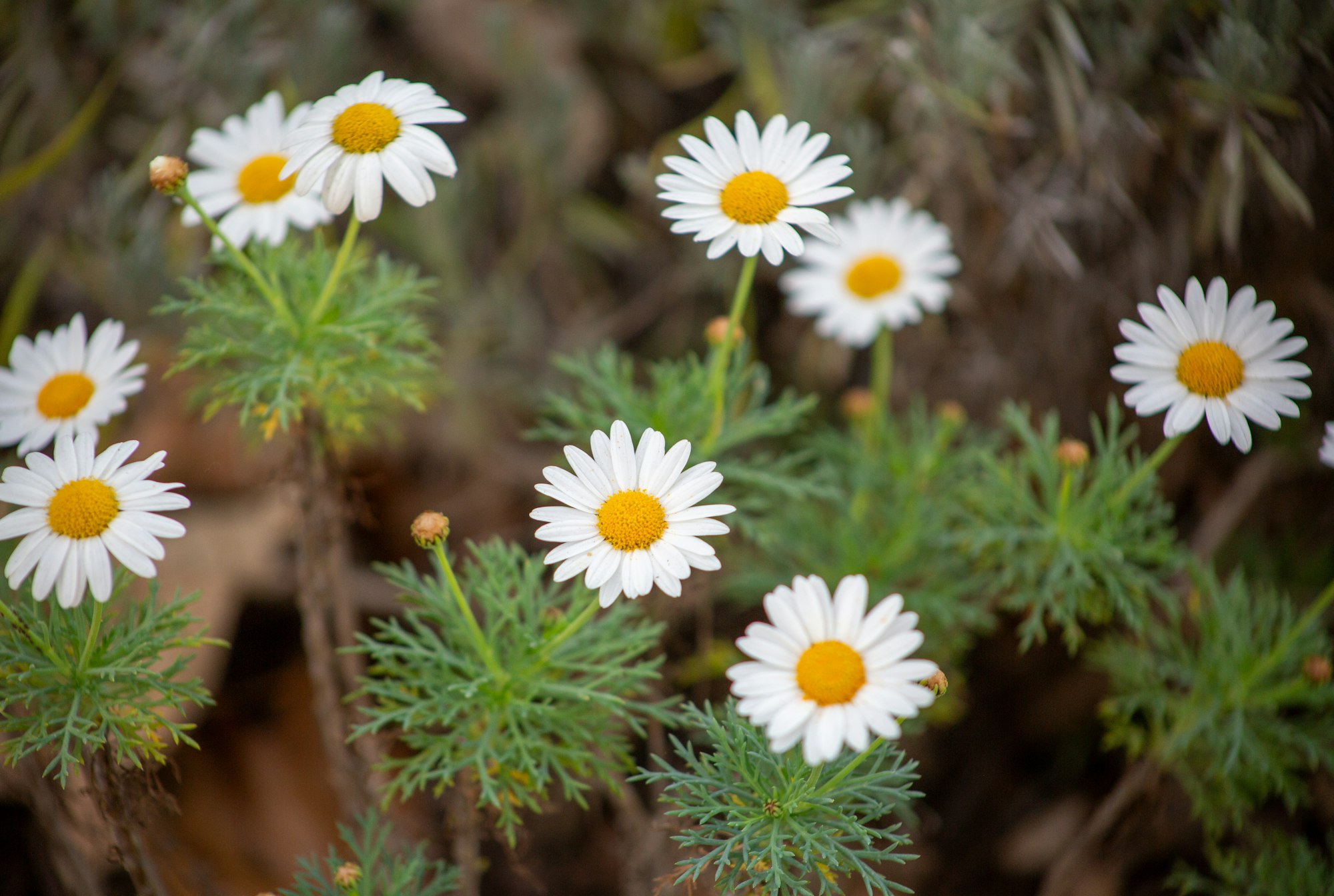 White daisies with yellow centers and green foliage in a natural setting.
