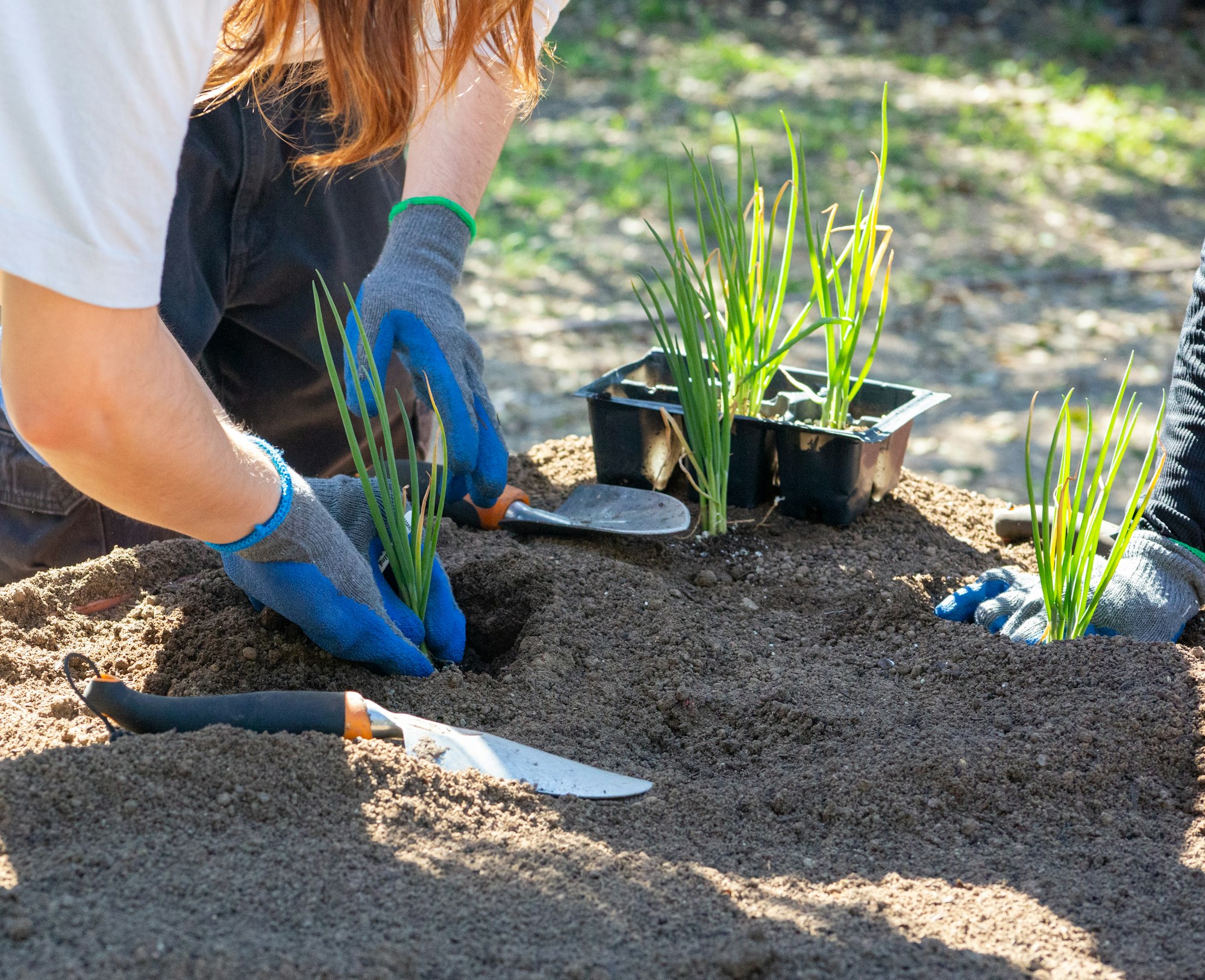 People planting seedlings in soil, wearing gloves.