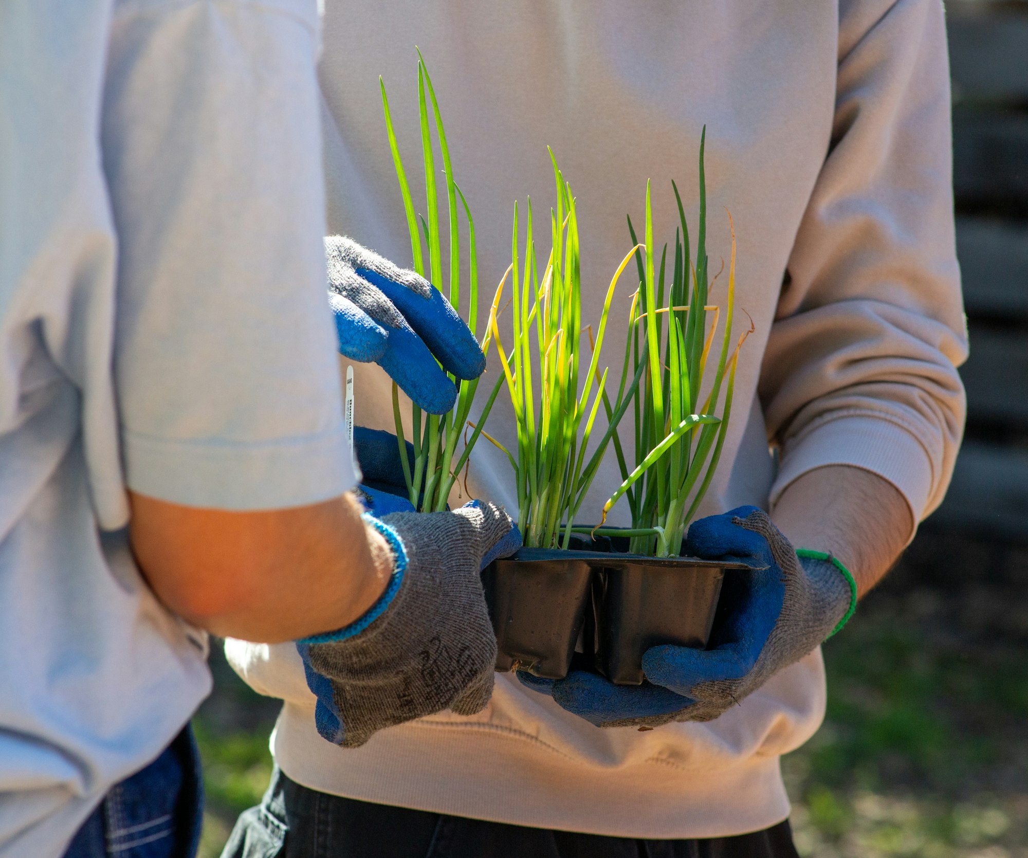 Two people wearing gloves are holding potted green plants.