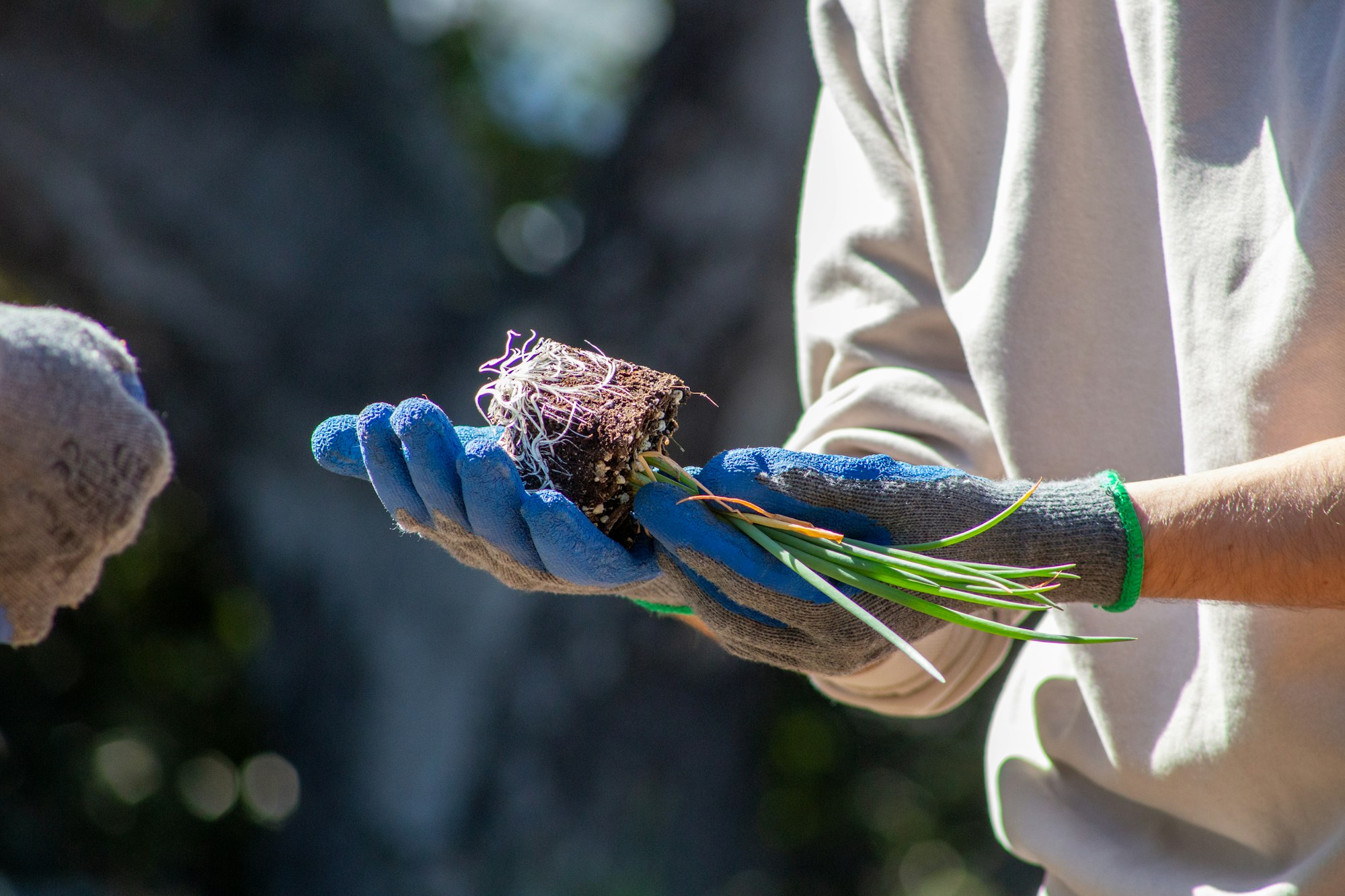 A person wearing gloves holding a seedling with roots and soil.