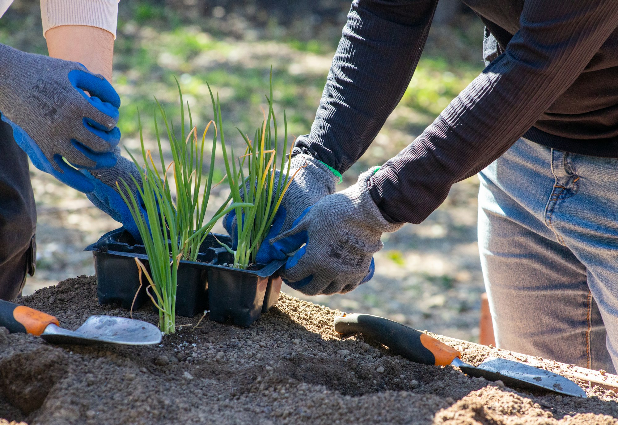 Two people wearing gloves are planting seedlings in soil using garden tools.