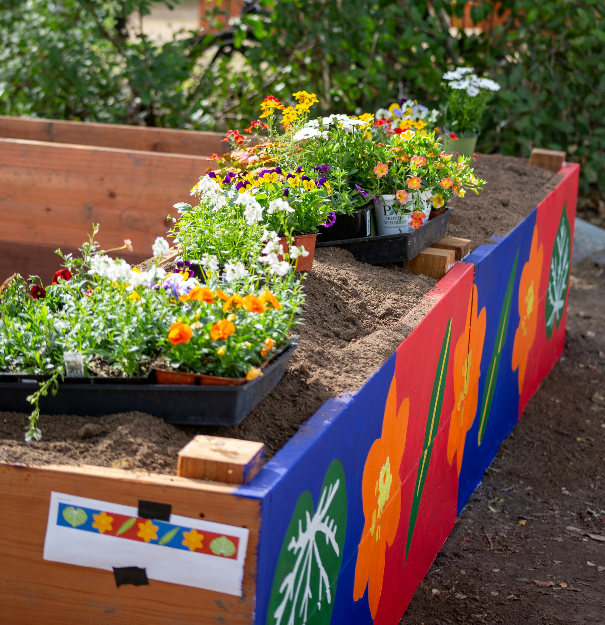 Colorful flower trays on a painted raised garden bed with soil.