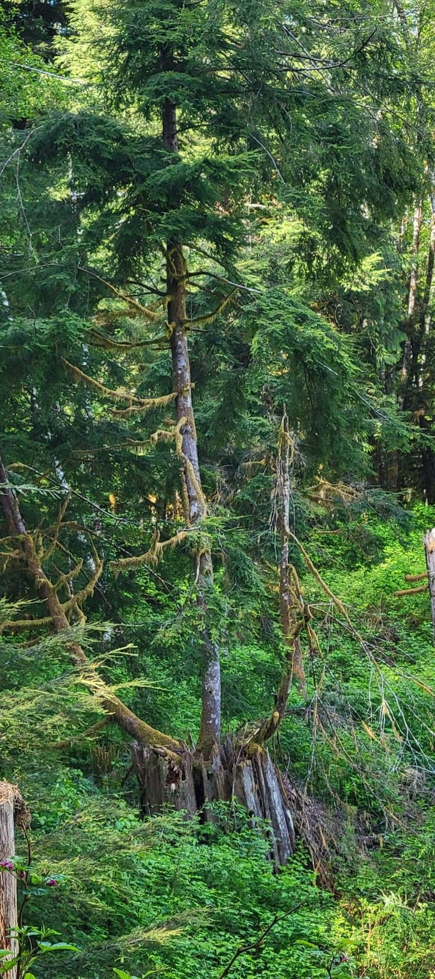 May contain: vegetation, plant, tree, land, outdoors, nature, rainforest, conifer, jungle, woodland, and forest