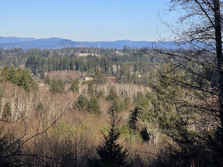 Forest landscape with trees and hills under a clear blue sky.