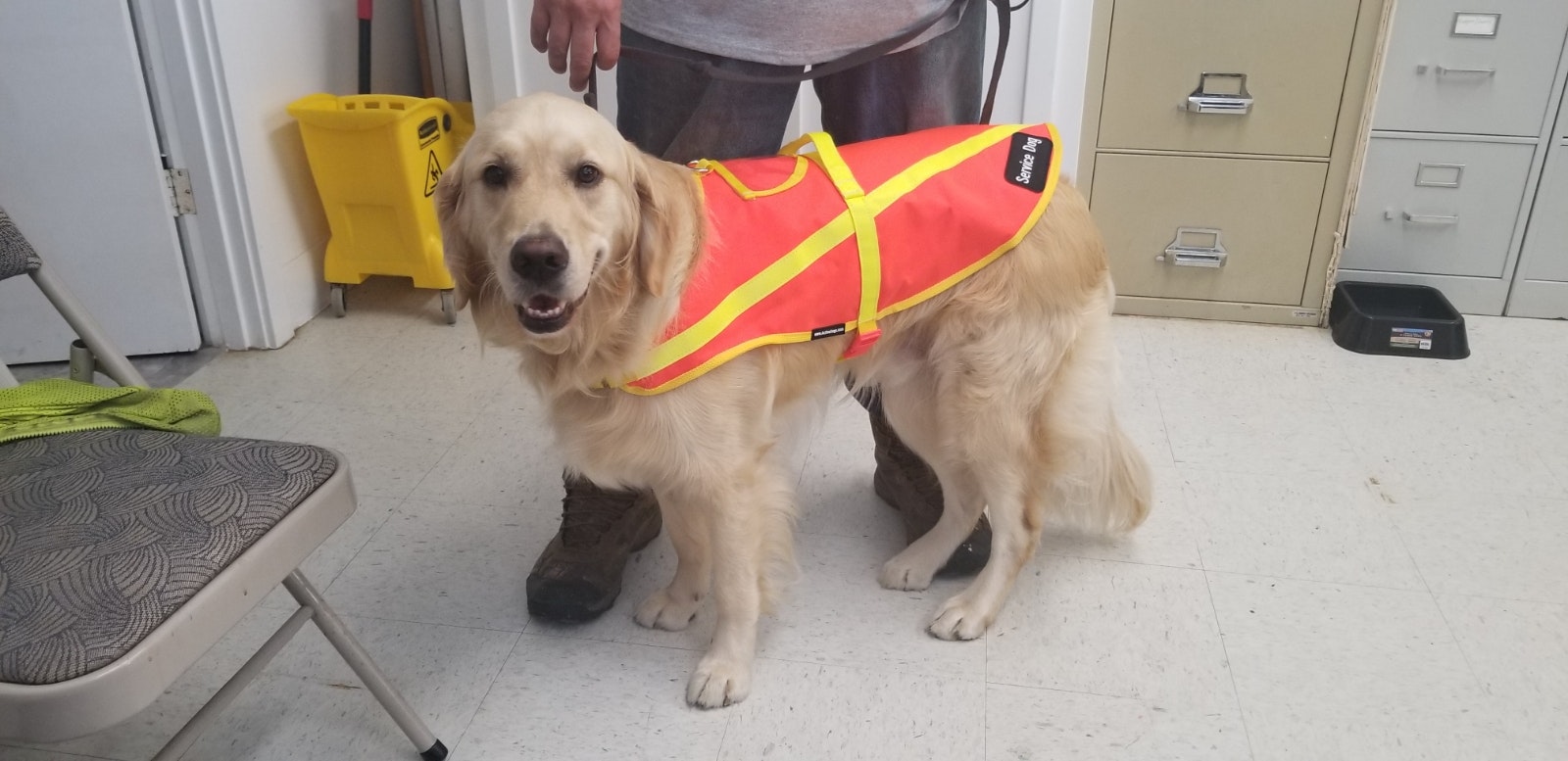 May contain: mammal, canine, animal, pet, dog, golden retriever, and strap