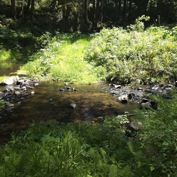 Forest clearing with a small stream surrounded by lush greenery and rocks under dappled sunlight.