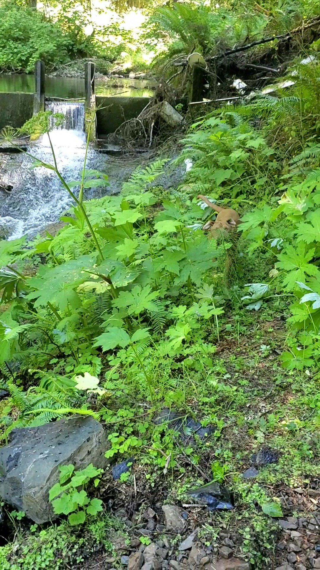 May contain: vegetation, plant, woodland, forest, nature, land, outdoors, tree, water, rainforest, potted plant, vase, jar, pottery, river, grove, leaf, jungle, stream, creek, planter, herbal, herbs, and rock