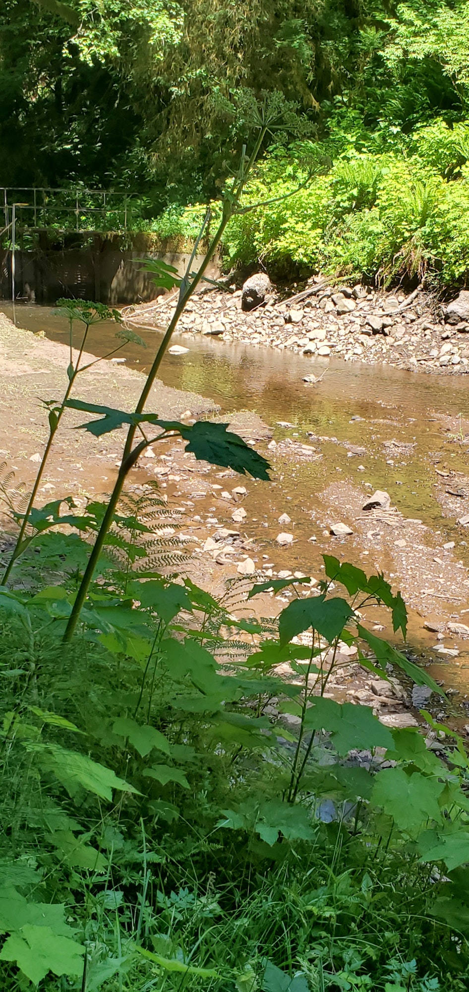 May contain: land, nature, outdoors, green, plant, vegetation, leaf, rainforest, tree, pond, water, creek, stream, wilderness, jungle, swamp, woodland, grove, and soil