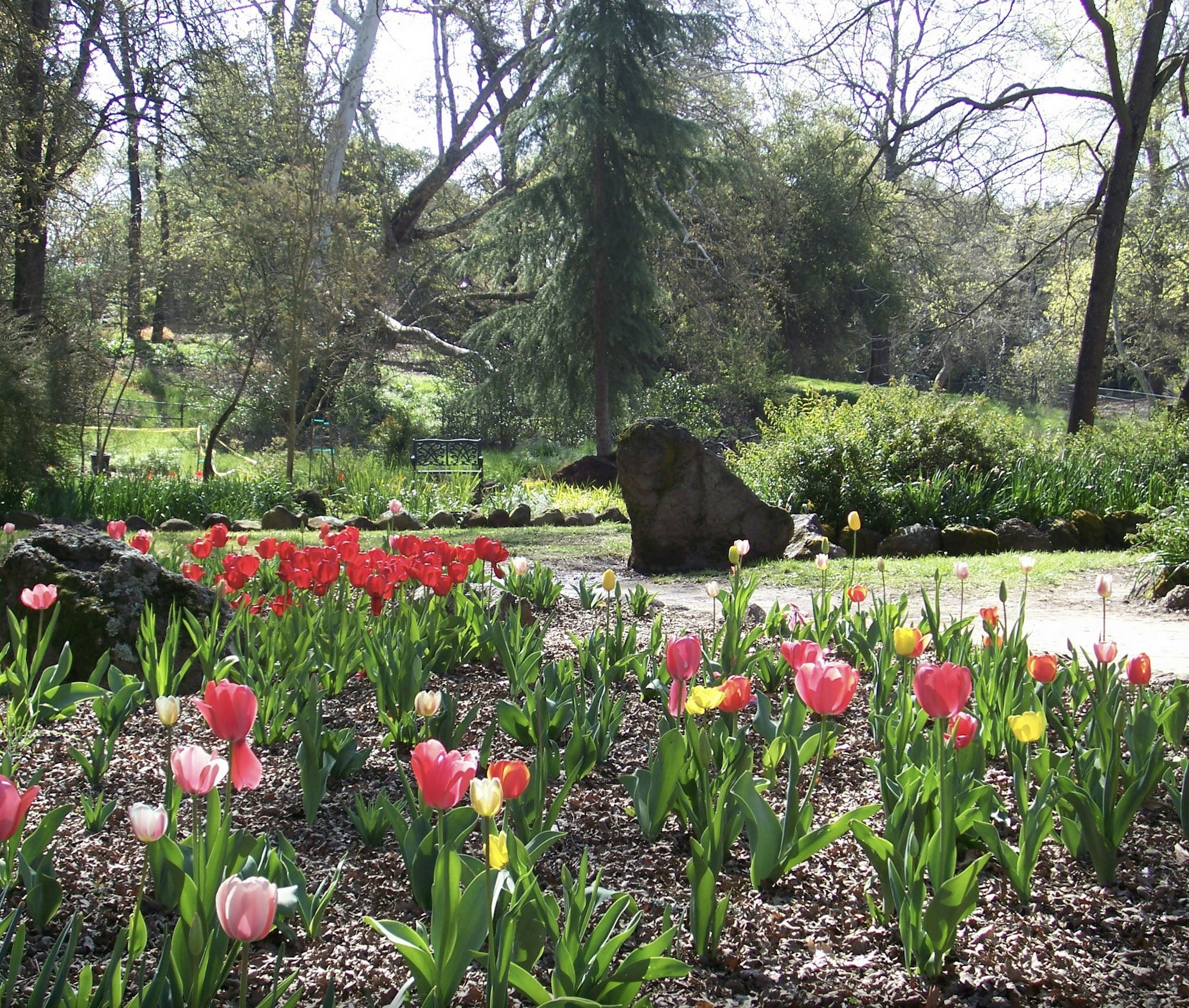 A serene garden with colorful tulips, a bench, rocks, and trees in a sunny setting.