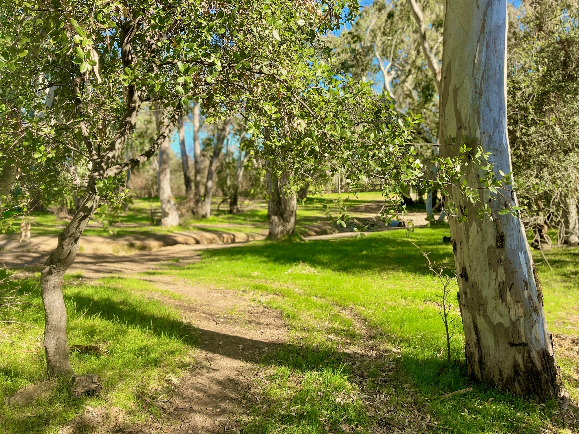 A sunny forest scene with a path winding through green grass and trees.