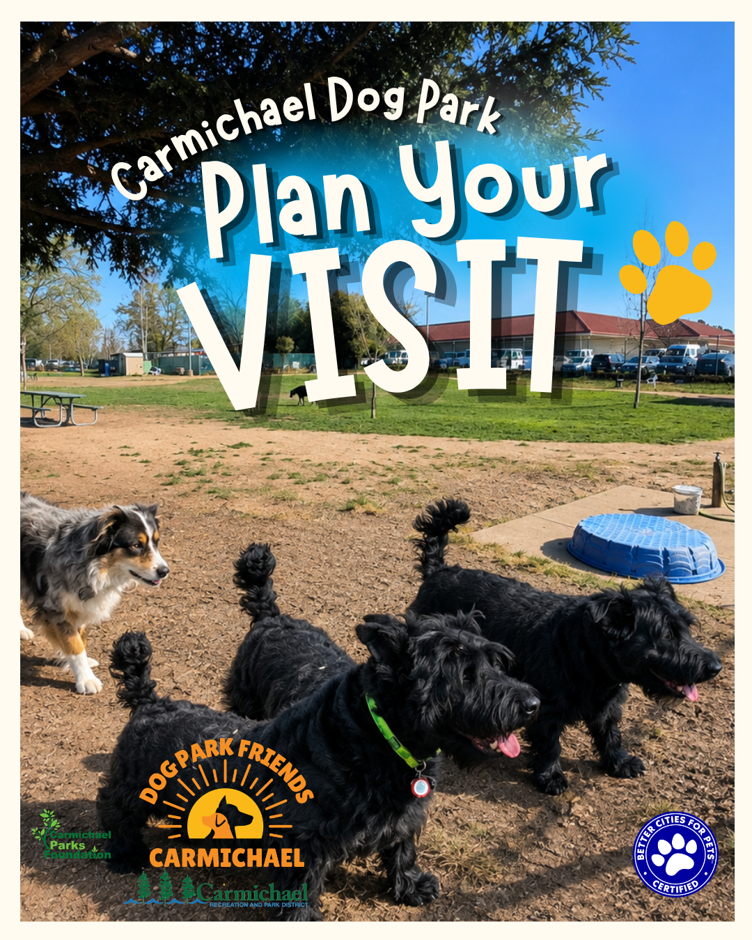 A sunny Carmichael Dog Park scene encouraging visitors, featuring playful dogs and a welcoming atmosphere for pet owners.