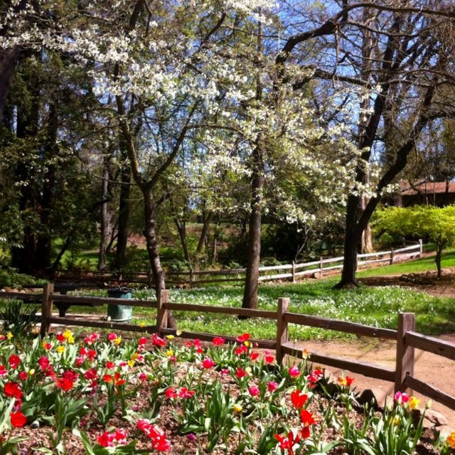 Blossoming trees and colorful tulips in a tranquil garden with wooden fence.