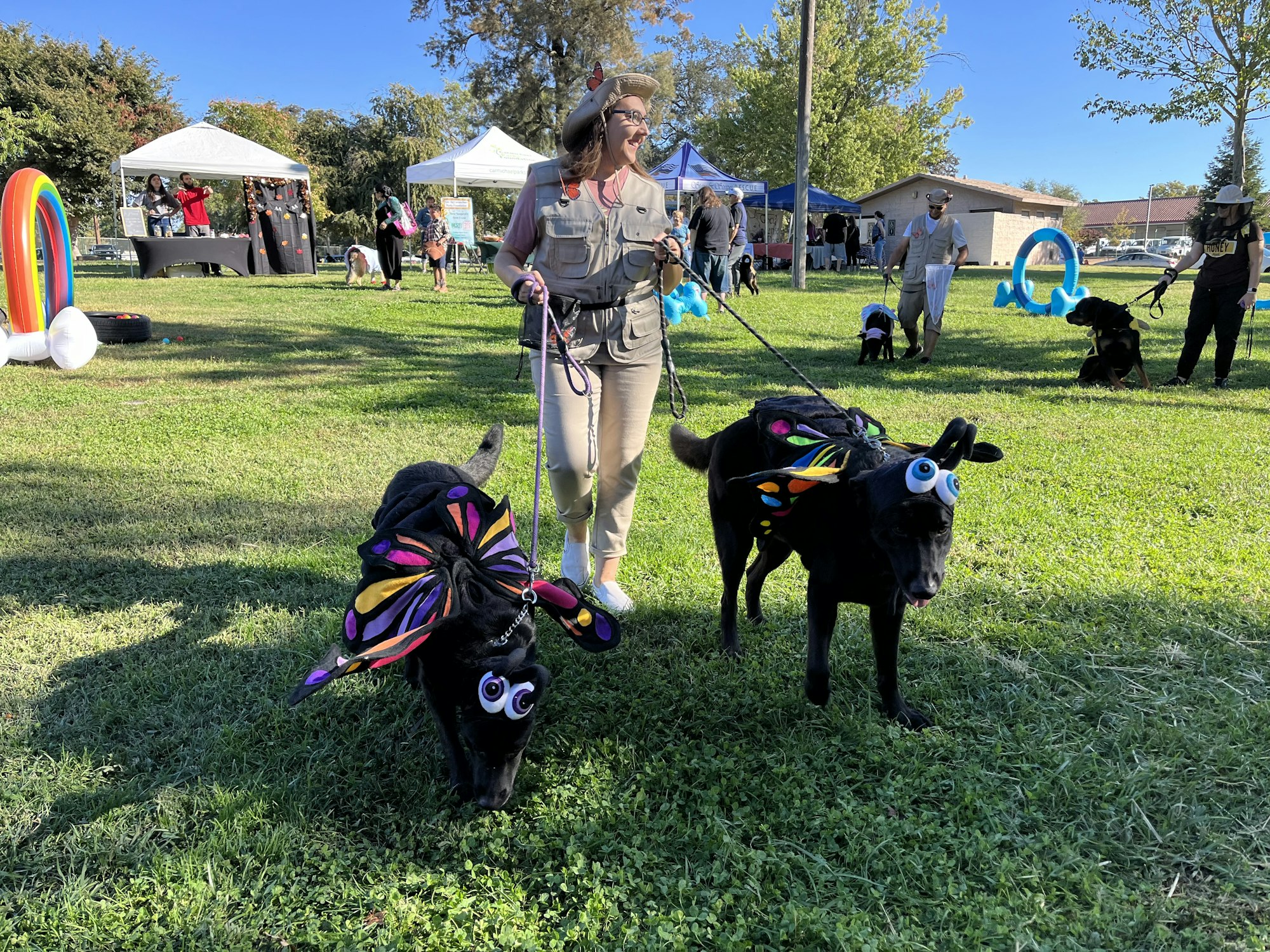 Two dogs dressed as colorful insects on a leash, led by a person in a park with tents and people in the background.