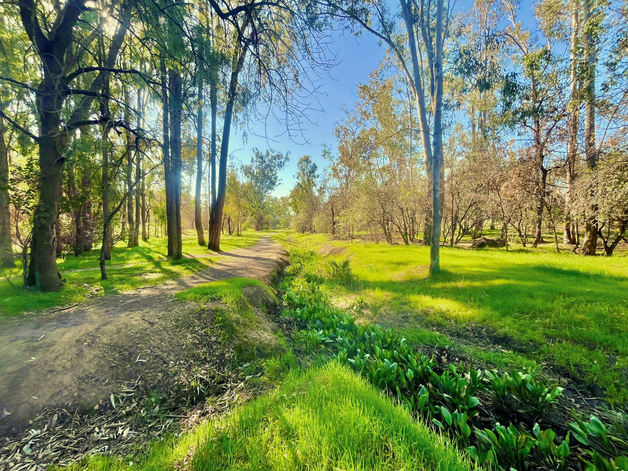 A sunny forest path surrounded by lush green grass and trees.