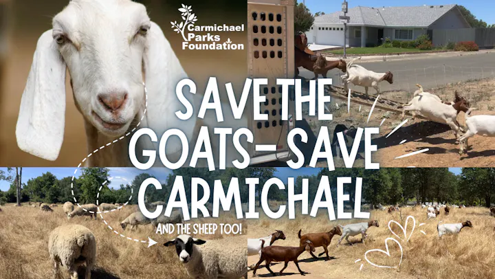 A campaign to save goats and sheep in Carmichael, featuring images of the animals and a focus on community support.