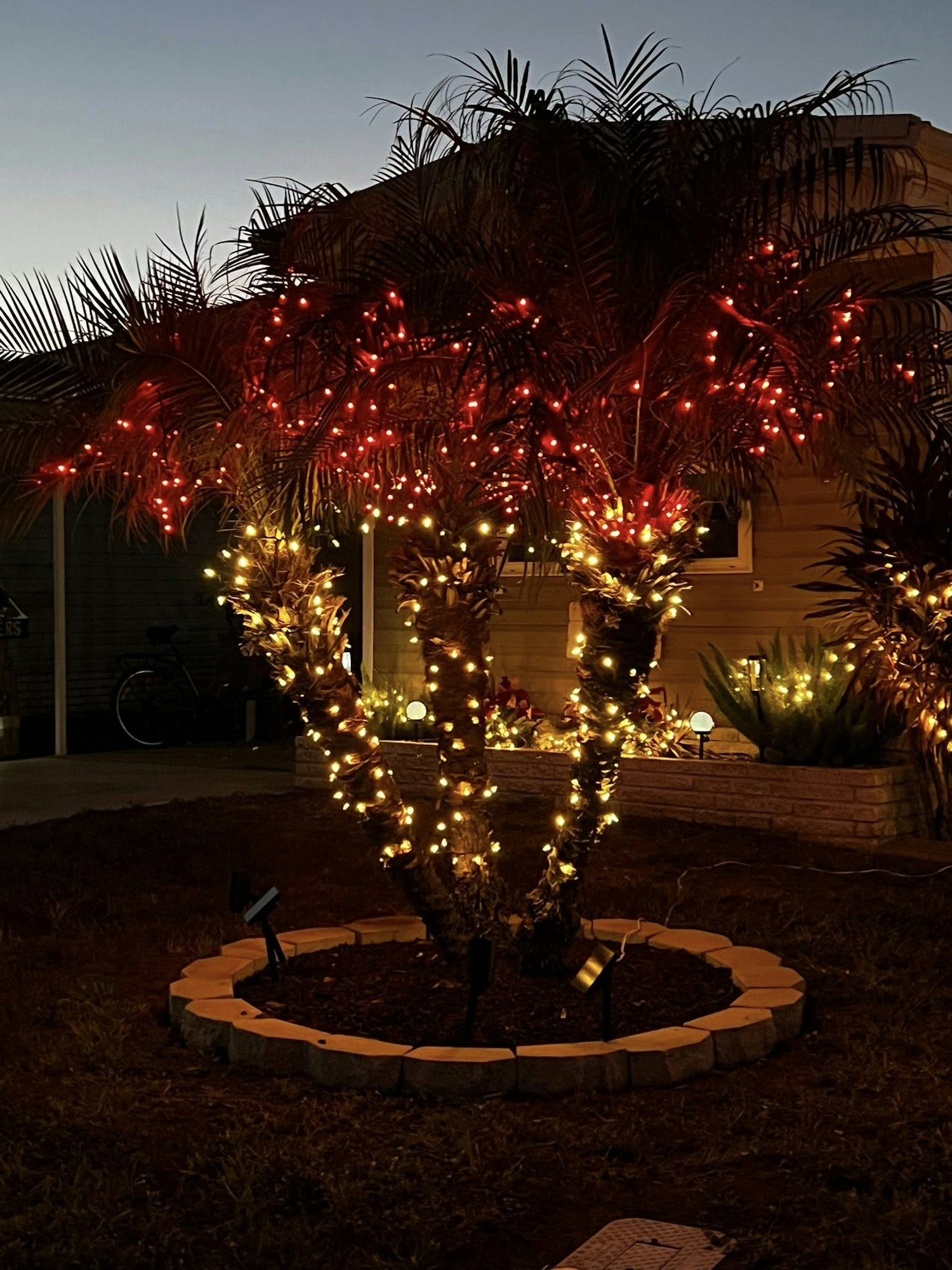 A beautifully lit palm tree decorated with red and yellow lights, surrounded by a landscaped yard at dusk.