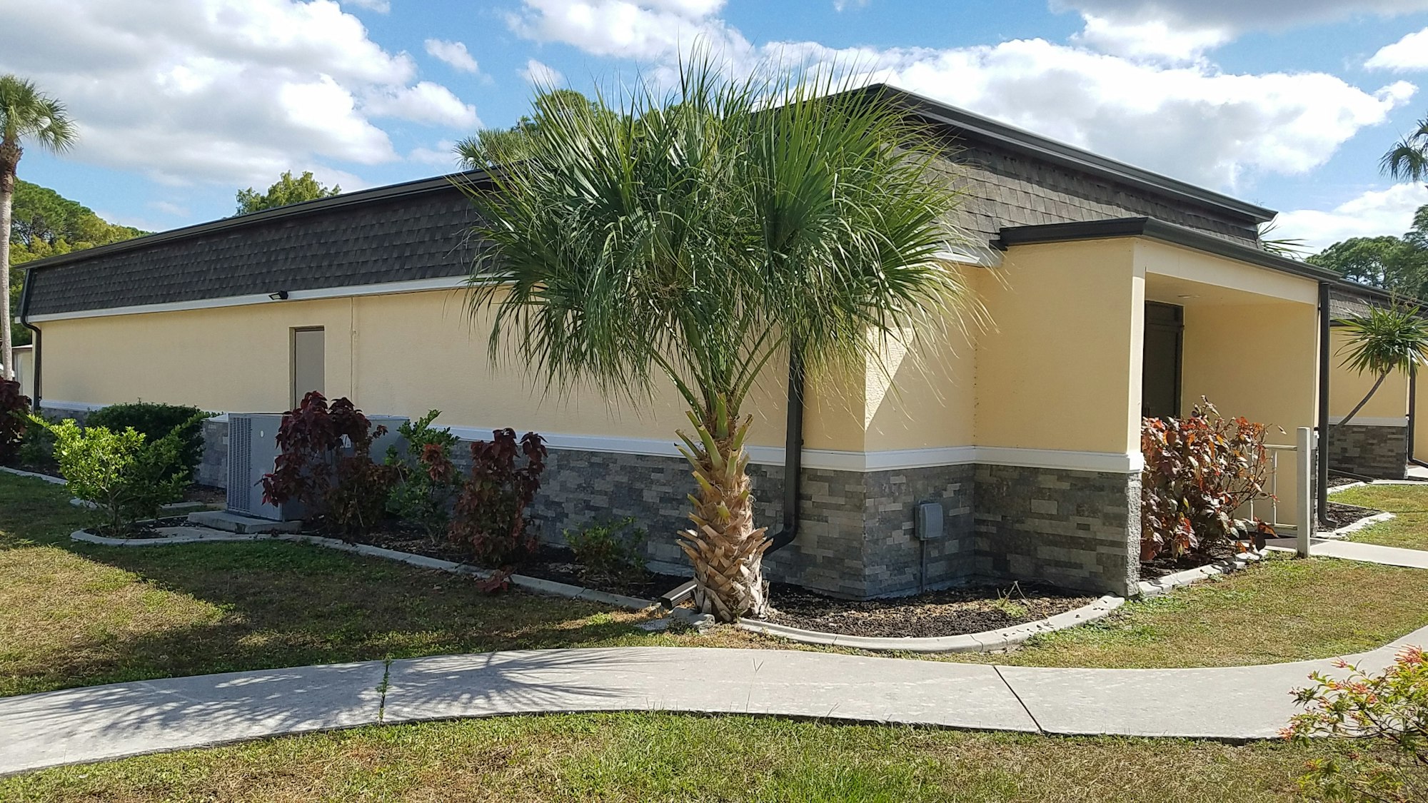 May contain: plant, tree, palm tree, arecaceae, outdoors, and flagstone