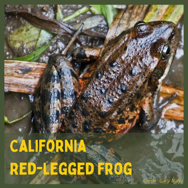 A California red-legged frog in its natural habitat.