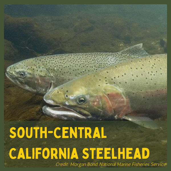 Two steelhead trout underwater, labeled "South-Central California Steelhead" with credit to Morgan Bond, National Marine Fisheries Service.