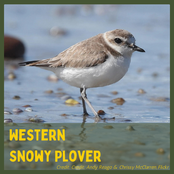 A Western Snowy Plover on a beach with text crediting Andy Reago & Chrissy McClarren, Flickr.