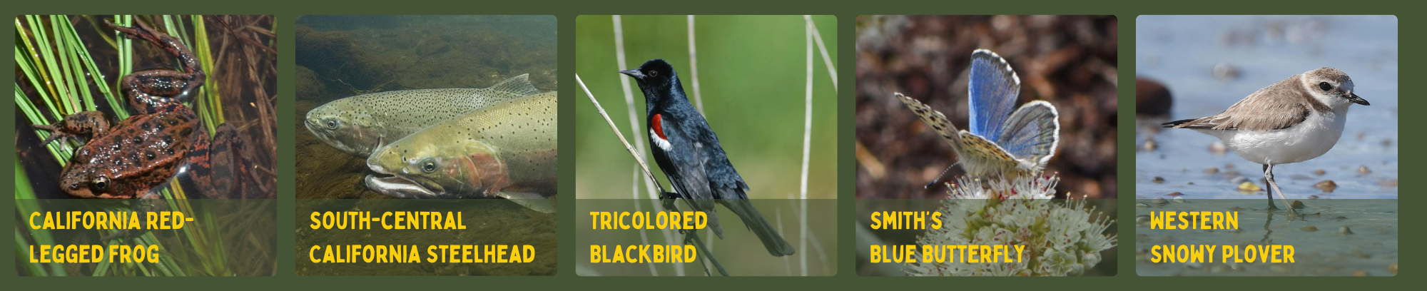 A collage of wildlife species: a frog, fish, blackbird, butterfly, and snowy plover with their names labeled.