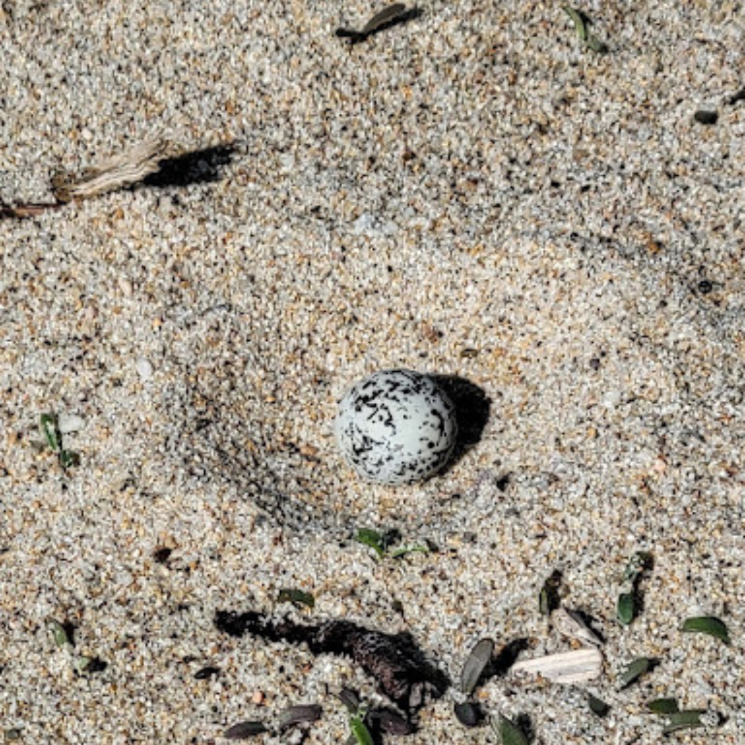 Spotted bird egg on sandy ground with small rocks and debris.